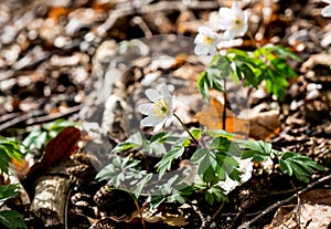 Spring beams beautiful white anemones