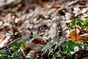 Spring beams beautiful white anemones