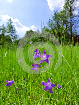 Spring beatiful flowers  and green grass