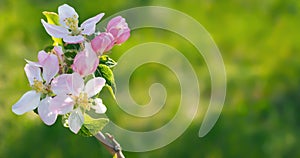 Spring beautiful background with flowers of an apple tree close-up.