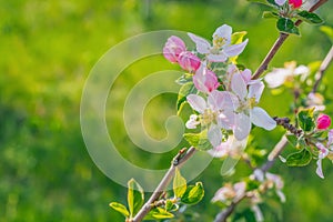 Spring beautiful background with flowers of an apple tree close-up.