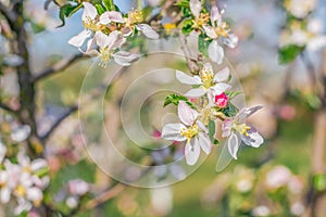 Spring beautiful background with flowers of an apple tree close-up.