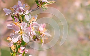 Spring beautiful background with flowers of an apple tree close-up.