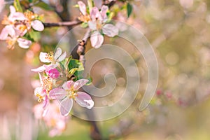 Spring beautiful background with flowers of an apple tree close-up.