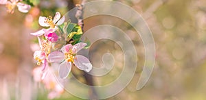 Spring beautiful background with flowers of an apple tree close-up.