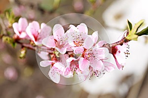 Spring, beautiful flowering branch of a fruit tree