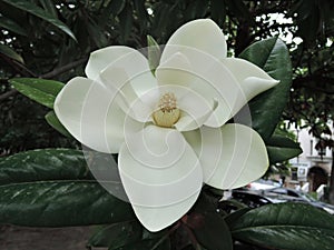 Spring beautiful magnolia tree white flower in city