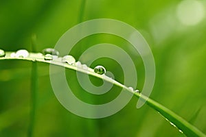 Spring. Beautiful natural background of green grass with dew and water drops. Seasonal concept - morning in nature