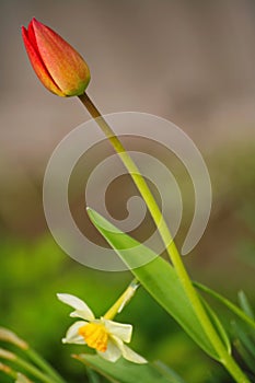 Spring, beautiful red flower Bud Tulip on the background of green leaves in the flowerbed in the Russian countryside