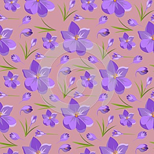 Spring beautiful violet crocuses pattern background on white. photo