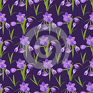 Spring beautiful violet crocuses pattern background on white. photo