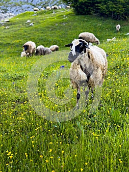 Spring beautiful wooly sheep in a green meadow