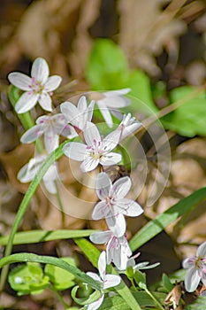 Spring Beauty, Claytonia virginica