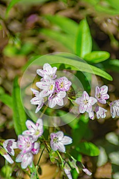 Spring Beauty, Claytonia virginica