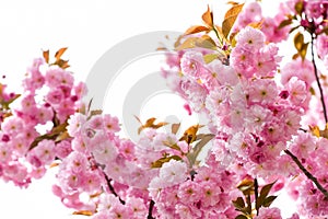Spring beauty. sakura blooming tree., natural floral background. beautiful spring flowers. pink cherry tree flower. new