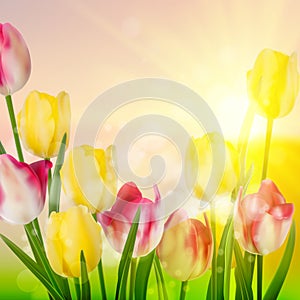 Spring Beauty tulips flower. EPS 10