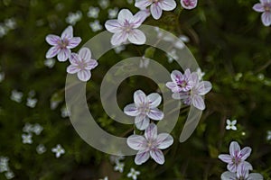 Spring Beauty wildflowers, Claytonia virginica