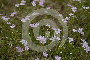 Spring Beauty wildflowers, Claytonia virginica