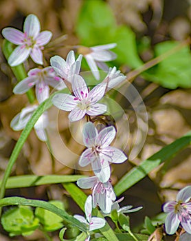 Spring Beauty Wildflowers, Claytonia virginica