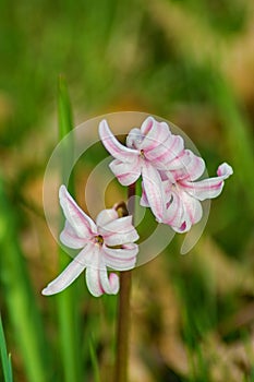 Spring Beauty â€“ Claytonia virginica