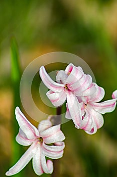 Spring Beauty â€“ Claytonia virginica