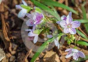 Spring Beauty â€“ Claytonia virginica