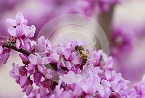 Spring Bee on flower