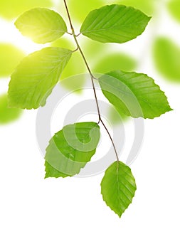 Spring Beech branch with green leaves