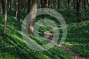 Spring Beech Forest with Blooming Anemone and Path