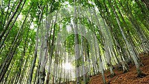 Spring beech forest in rays of setting sun. Camera