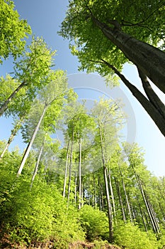 spring beech forest in the sunshine spring deciduous forest against the blue sky beech trees covered with fresh green leaves in