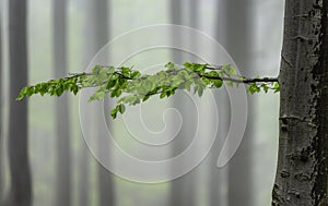 Spring beech tree with leaves