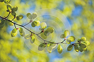 Spring beech twig