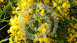 Spring Bees on Golden Wattle Blossoms 02 Slow Motion