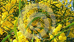 Spring Bees on Golden Wattle Blossoms 04 Slow Motion