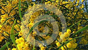 Spring Bees on Golden Wattle Blossoms 07 Slow Motion