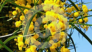 Spring Bees on Golden Wattle Blossoms 12 Slow Motion