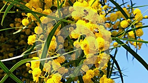 Spring Bees on Golden Wattle Blossoms 13 Slow Motion