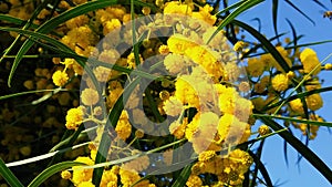 Spring Bees on Golden Wattle Blossoms 14 Slow Motion