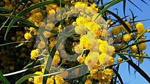 Spring Bees on Golden Wattle Blossoms 16 Slow Motion