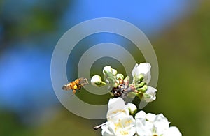 Spring Bees Pollinating photo