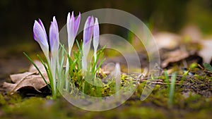 Spring begins, the first crocuses Magnoliopsida are here photo