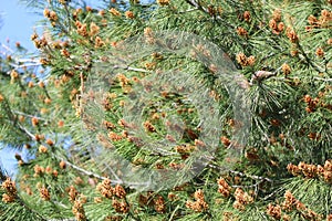 Spring seed pod on long needled pine