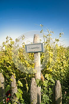 Spring in Belgian wineyard photo