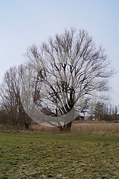 Trees in the spring. Lake Butzer. Kaulsdorf, Berlin, Germany. photo