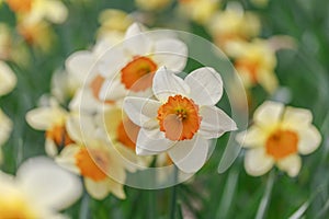 Spring Bi-Color Daffodil Flowers