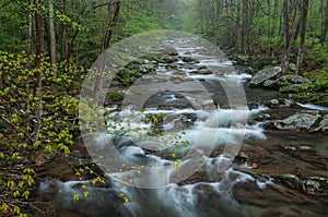 Spring, Big Creek Great Smoky Mountains