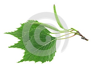 Spring birch branch with green leaves and catkins isolated on white background