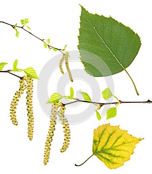 Spring birch branches with catkins, green summer and yellow autumn leaf isolated on white