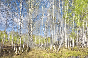 Spring birch forest